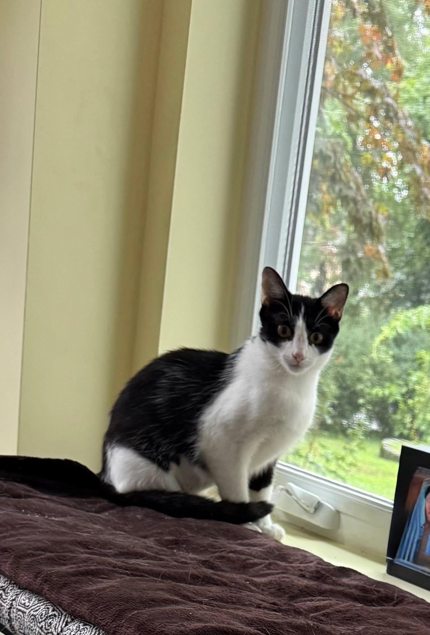 Ladybug, ADOPTABLE, Young Female Domestic Short Hair.