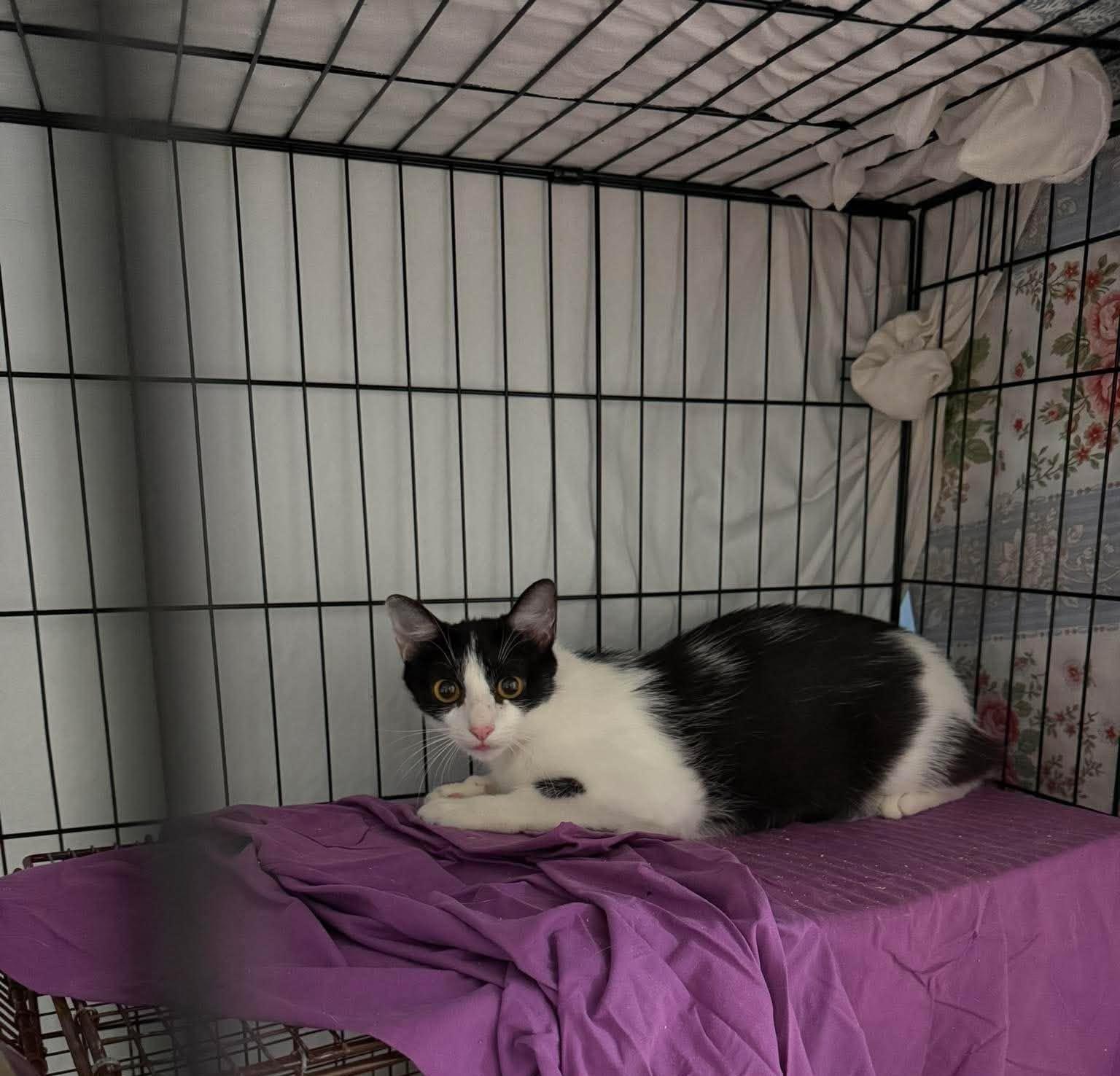 Ladybug, a ADOPTABLE Domestic Short Hair in Roslindale, MA image 4/4