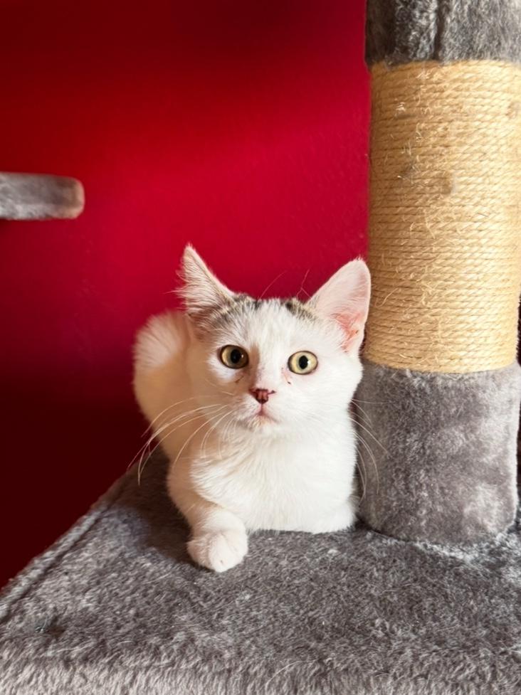 Cappuccino, an adopted Domestic Short Hair in Tucson, AZ image 2/2