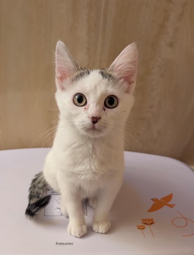 Cappuccino, adopted, Young Female Domestic Short Hair.