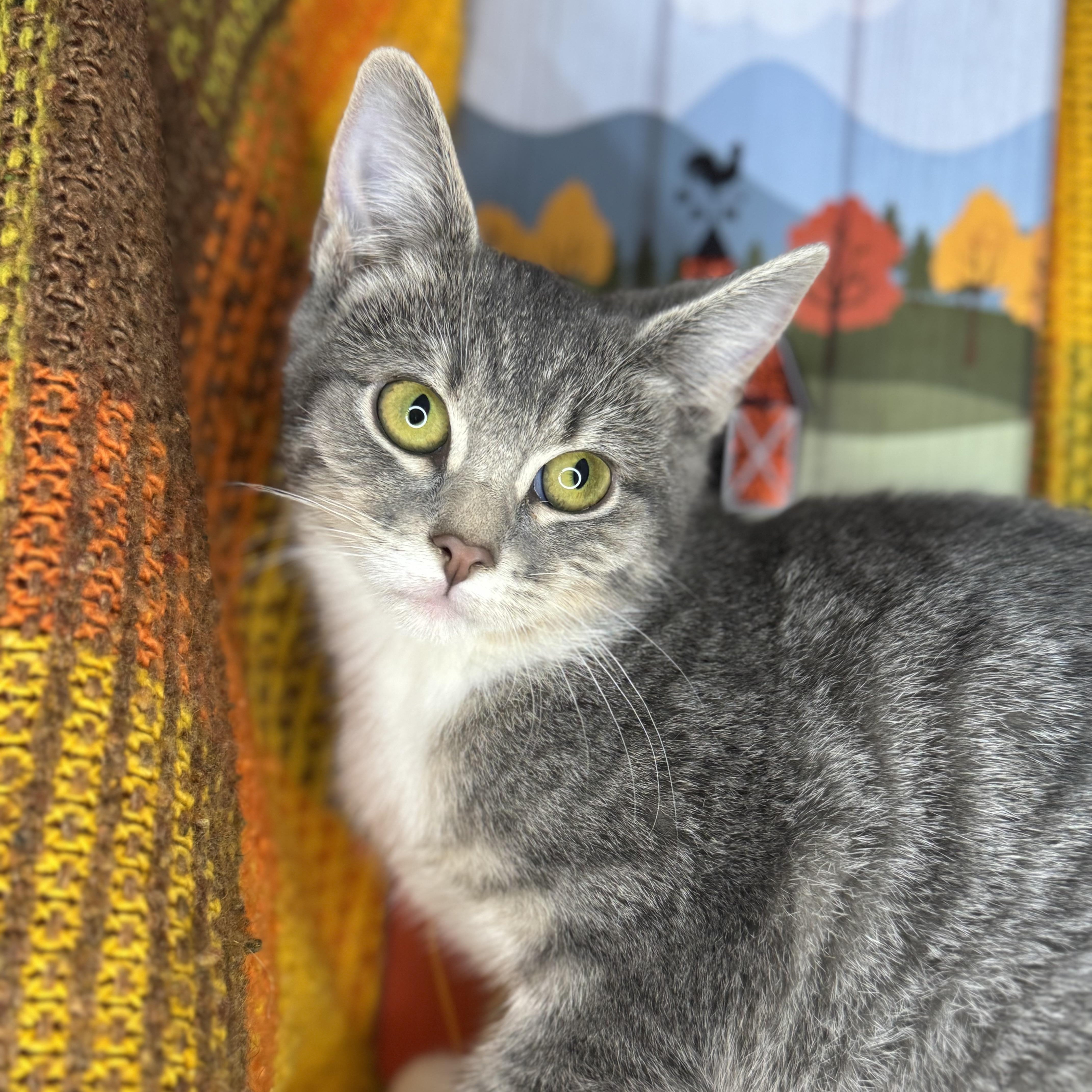 Enlarge Aster, a Adoptable mixed breed in Mount Vernon, IL image 4/6