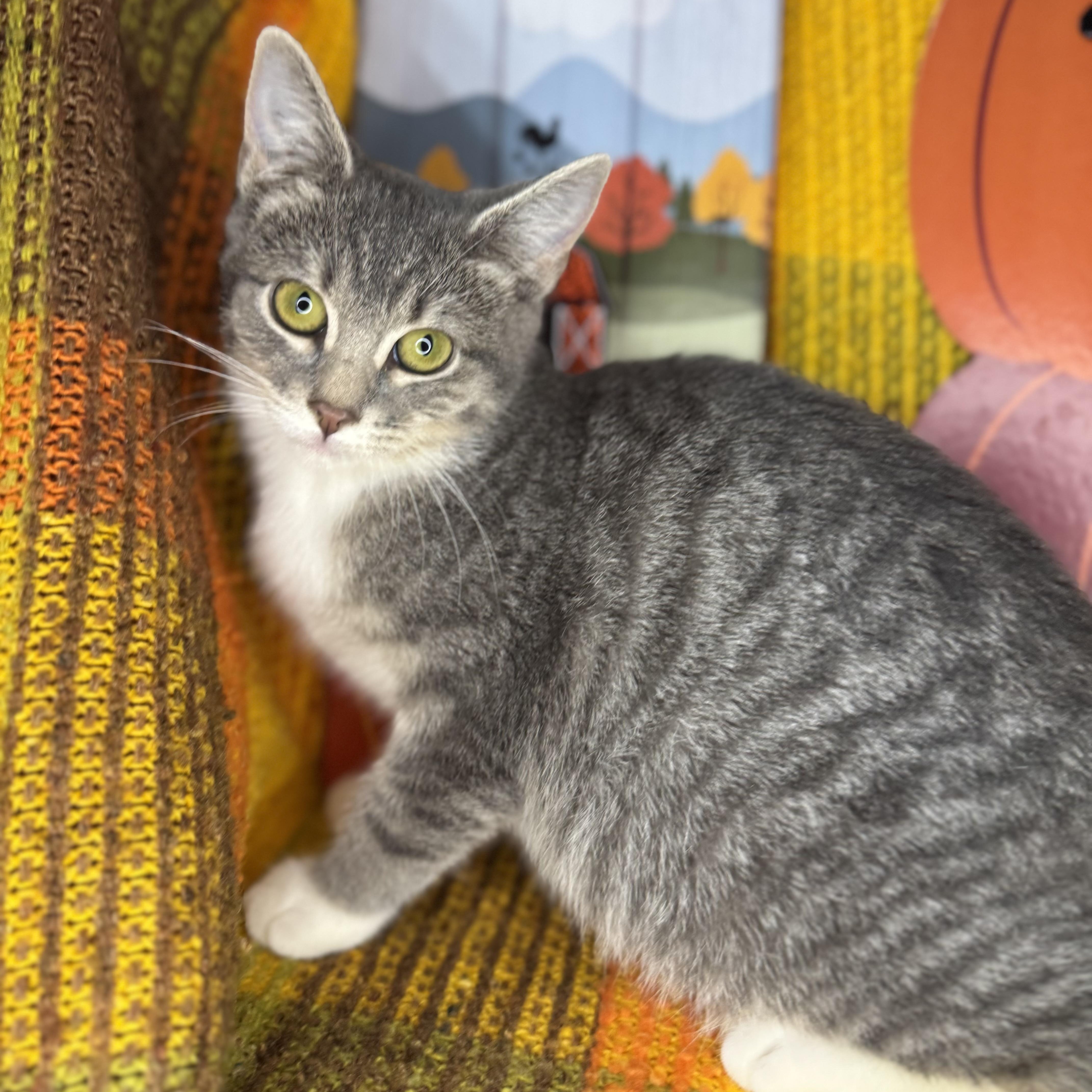 Enlarge Aster, a Adoptable mixed breed in Mount Vernon, IL image 2/6