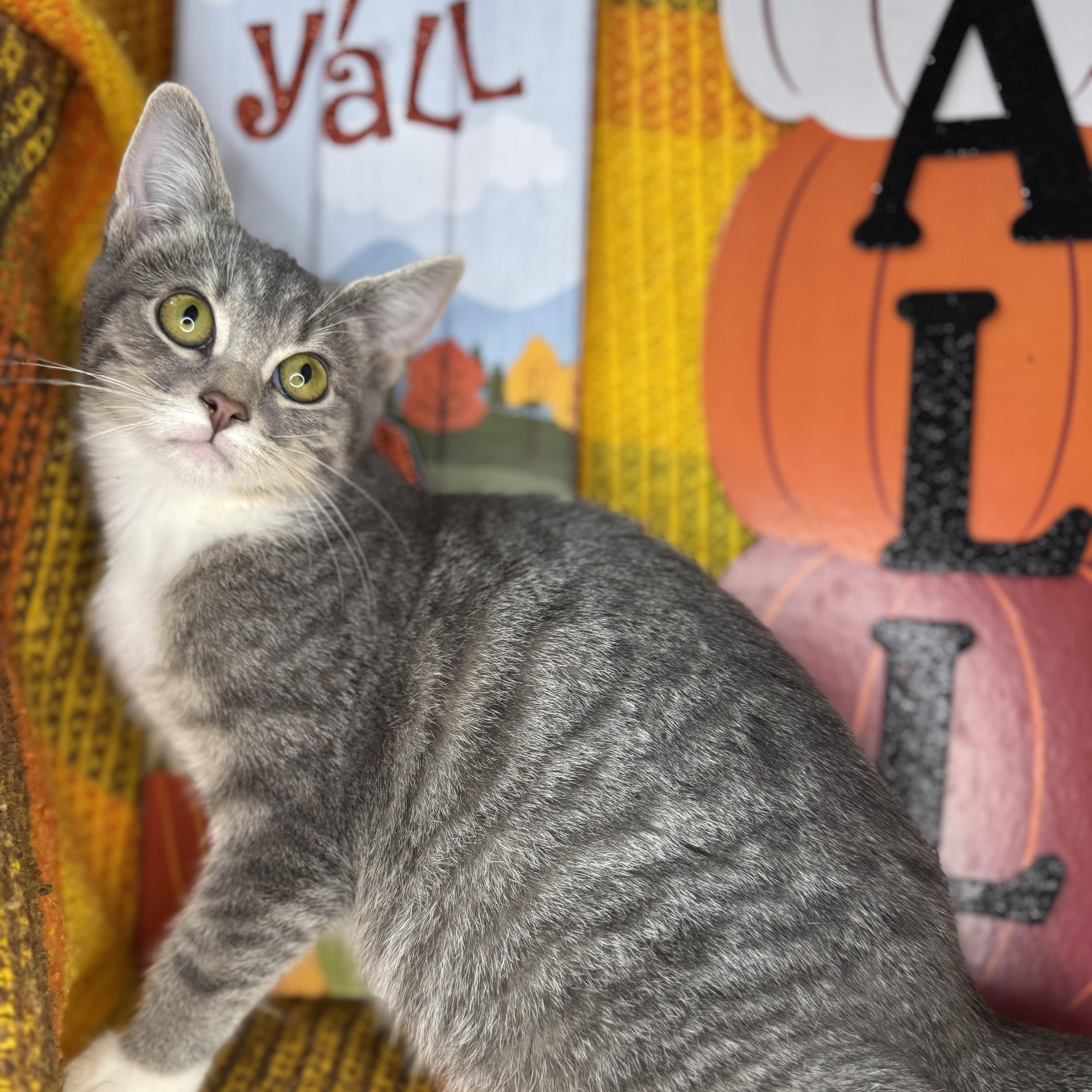 Enlarge Aster, a Adoptable mixed breed in Mount Vernon, IL image 5/6