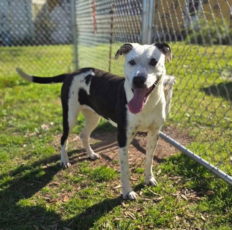 Marley - Majestic Beauty!, a Adoptable Pit Bull Terrier in Oakhurst, NJ image 1/3