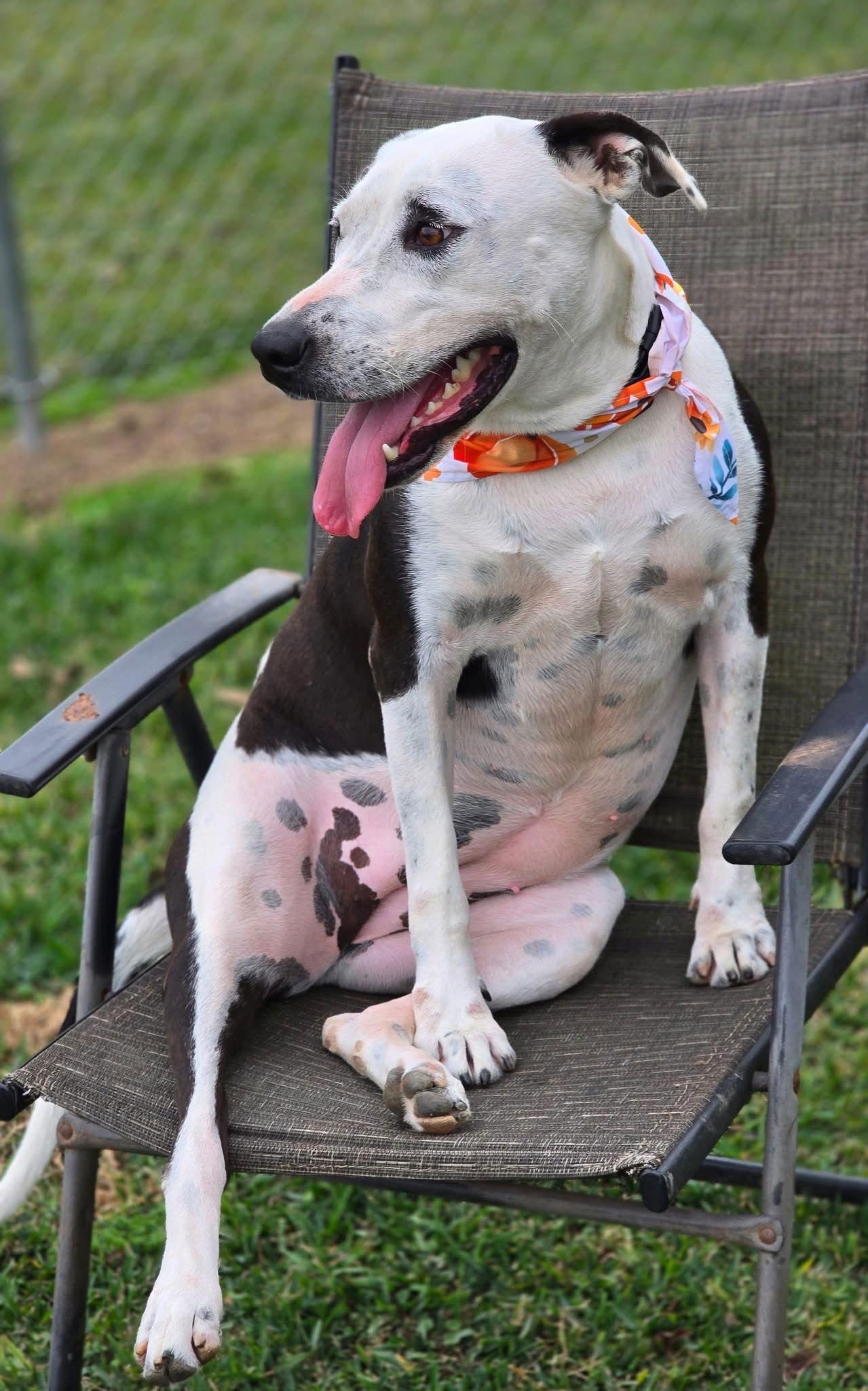 Marley - Majestic Beauty!, a Adoptable Pit Bull Terrier in Oakhurst, NJ image 2/3