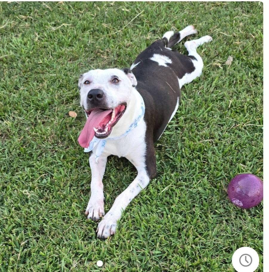 Marley - Majestic Beauty!, a Adoptable Pit Bull Terrier in Oakhurst, NJ image 3/3
