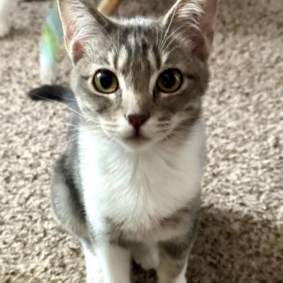 Enlarge Cecil, a Adoptable Domestic Short Hair in Warr Acres, OK image 1/1