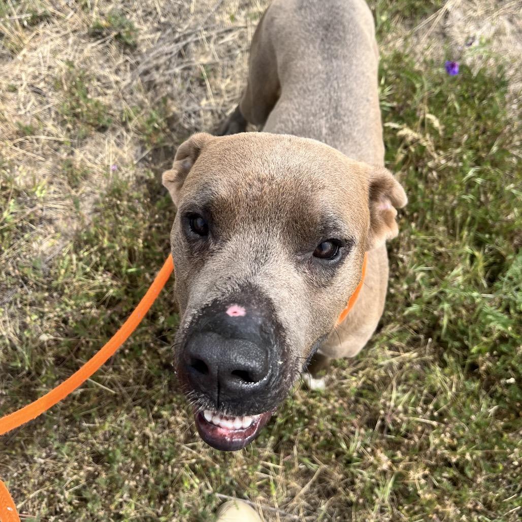 Enlarge Slim, a Adoptable mixed breed in Spokane, WA image 1/6