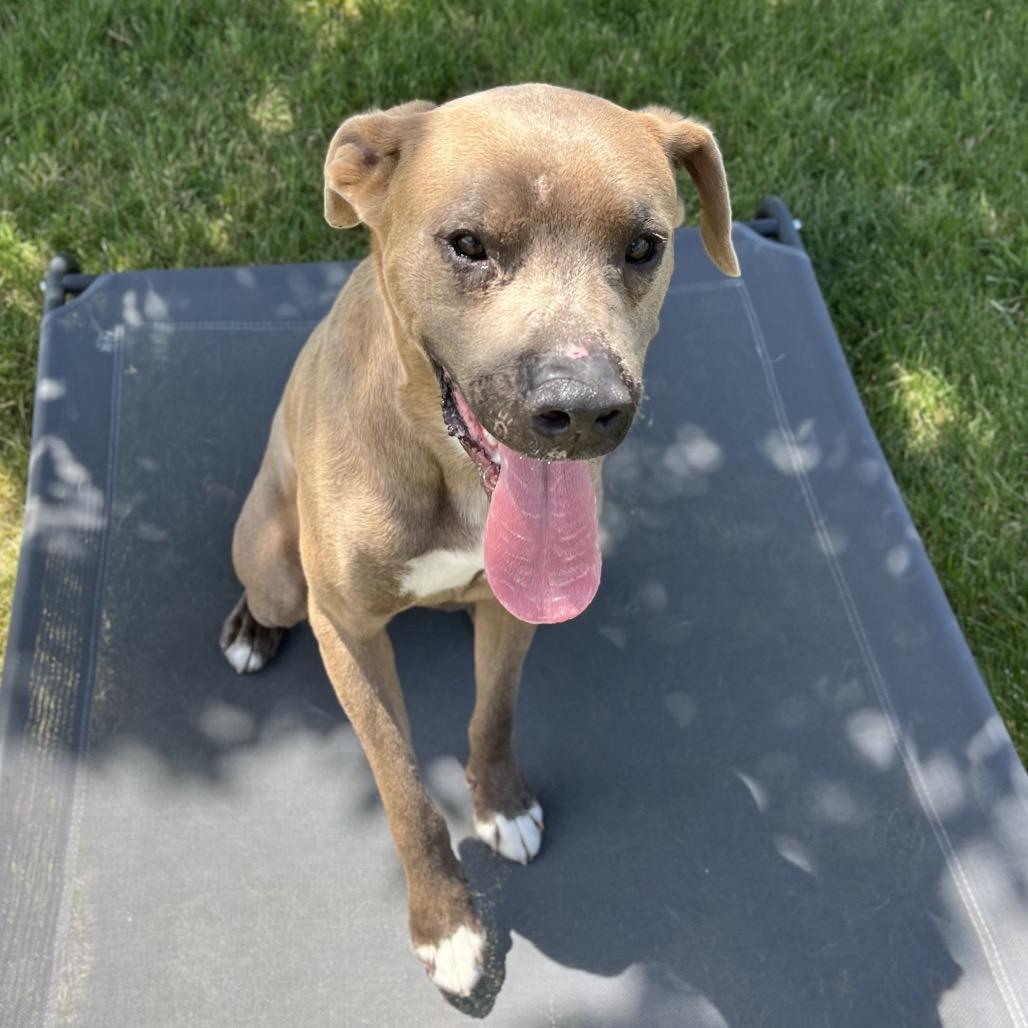 Enlarge Slim, a Adoptable mixed breed in Spokane, WA image 2/6