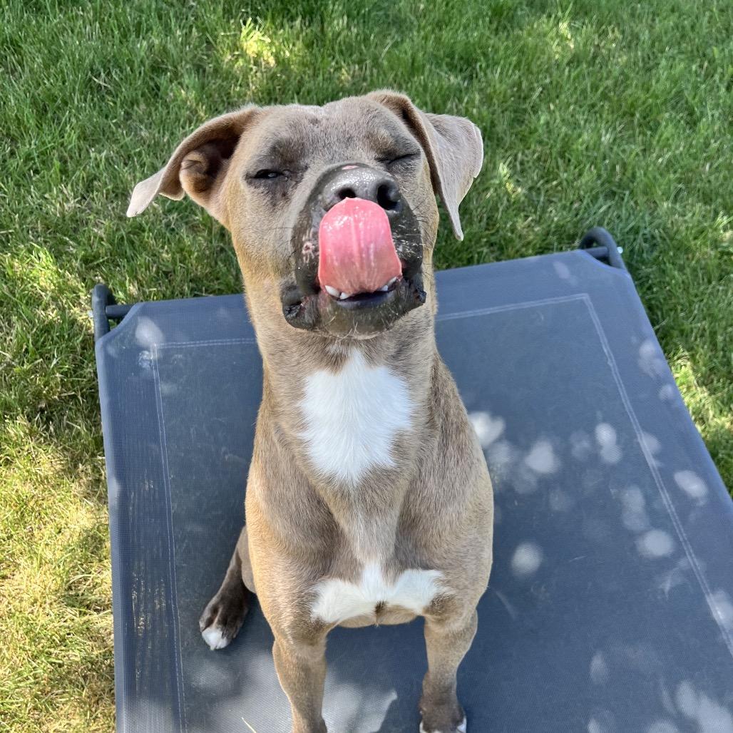 Enlarge Slim, a Adoptable mixed breed in Spokane, WA image 3/6