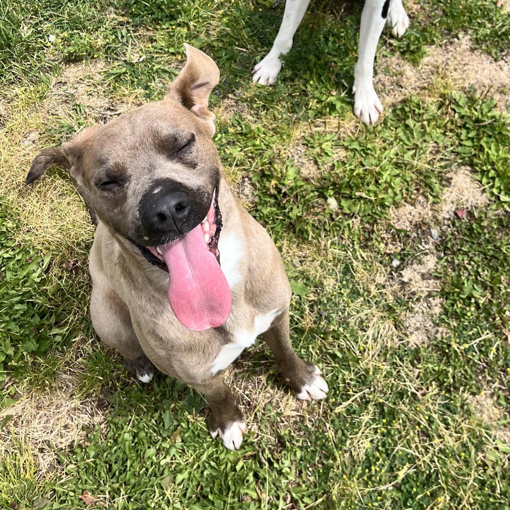 Enlarge Slim, a Adoptable mixed breed in Spokane, WA image 4/6