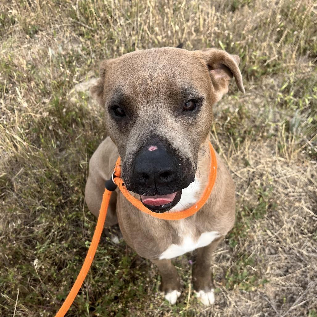 Enlarge Slim, a Adoptable mixed breed in Spokane, WA image 5/6