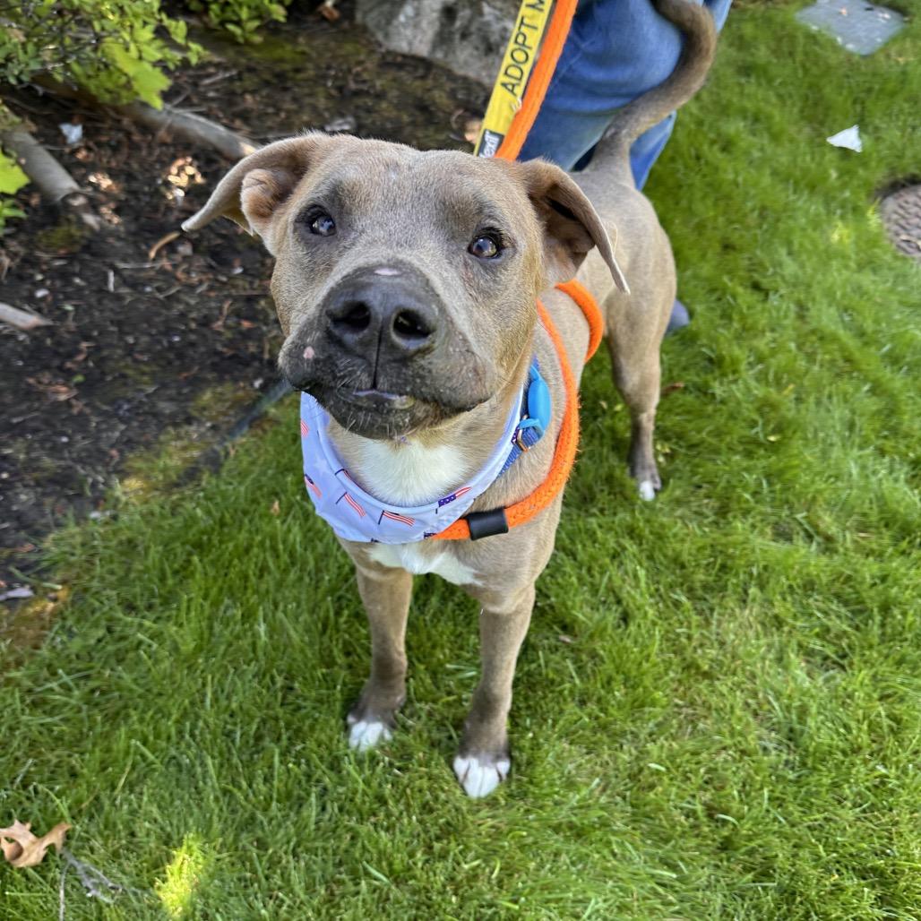 Slim, a Adoptable mixed breed in Spokane, WA image 5/6