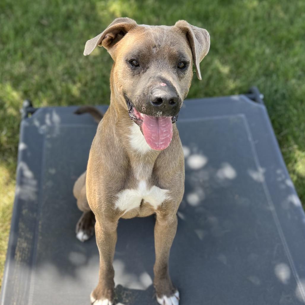 Enlarge Slim, a Adoptable mixed breed in Spokane, WA image 6/6