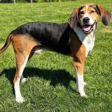Enlarge Stan, a Adoptable American Foxhound in Hanover, PA image 1/6