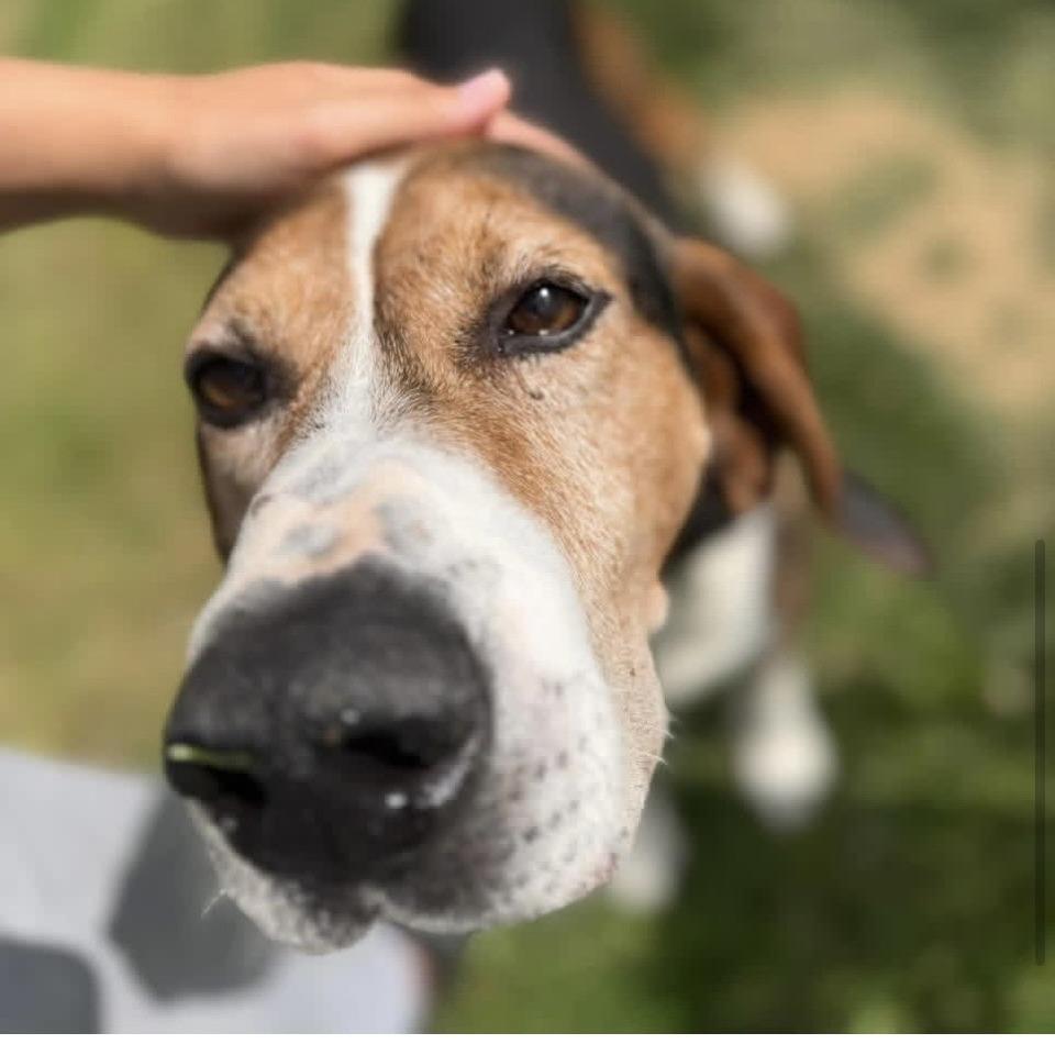 Enlarge Stan, a Adoptable American Foxhound in Hanover, PA image 3/6