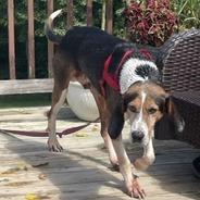 Enlarge Stan, a Adoptable American Foxhound in Hanover, PA image 4/6