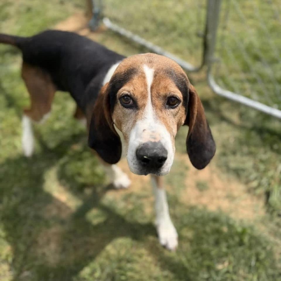Enlarge Stan, a Adoptable American Foxhound in Hanover, PA image 5/6