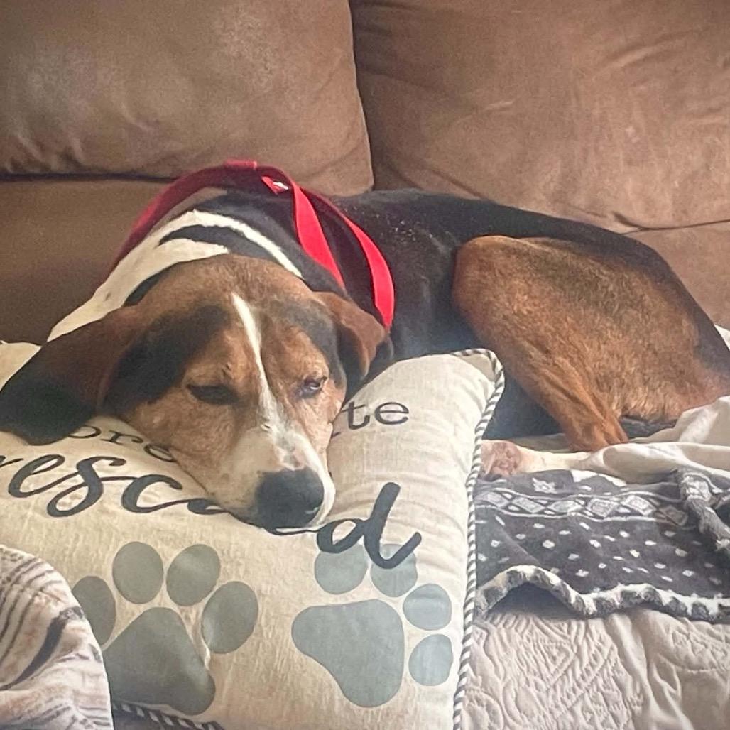Enlarge Stan, a Adoptable American Foxhound in Hanover, PA image 2/6