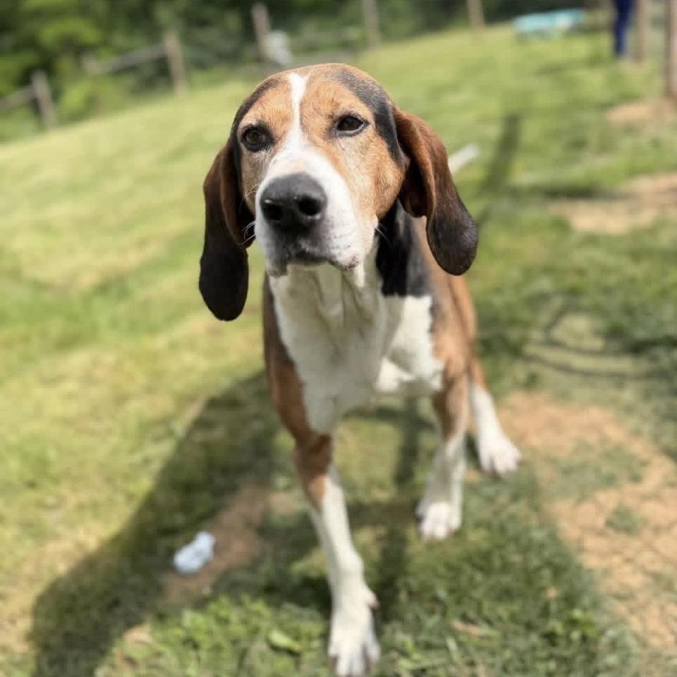 Enlarge Stan, a Adoptable American Foxhound in Hanover, PA image 6/6