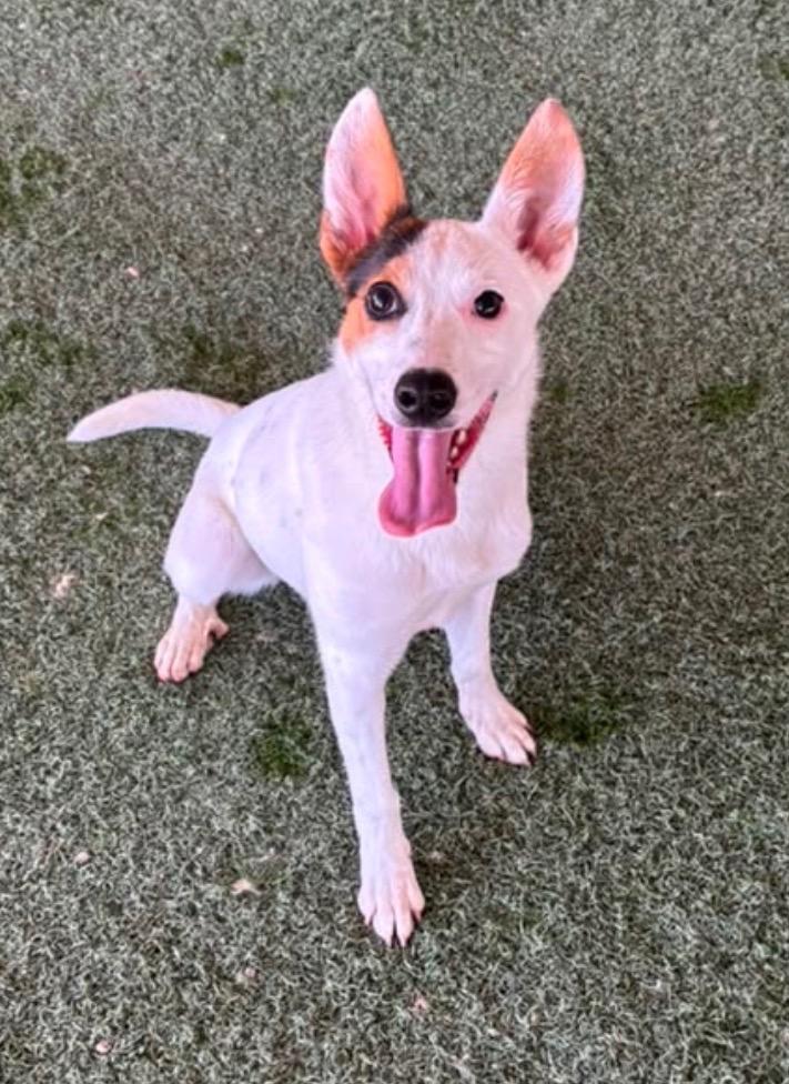 Mila, Adoptable, Puppy Female Chihuahua & Cattle Dog.