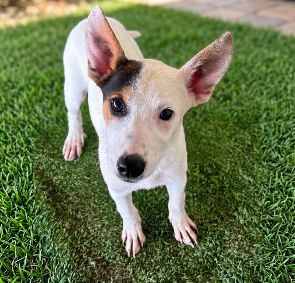 Enlarge Mila, a Adoptable mixed breed in Midland, TX image 2/2