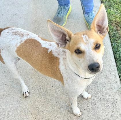 Enlarge Tawny, an adopted Mixed Breed in Georgetown, TX image 2/3