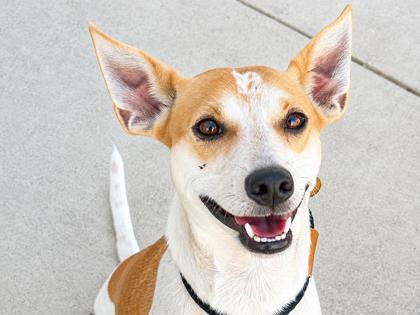 Tawny, adopted, Adult Male Mixed Breed.