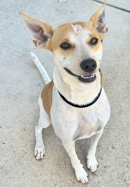 Enlarge Tawny, an adopted Mixed Breed in Georgetown, TX image 3/3