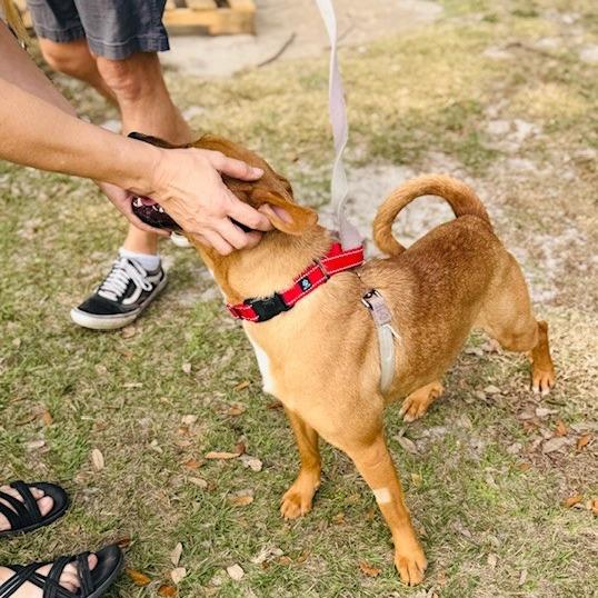 Summer, Adoptable, Young Female Mixed Breed & Hound.