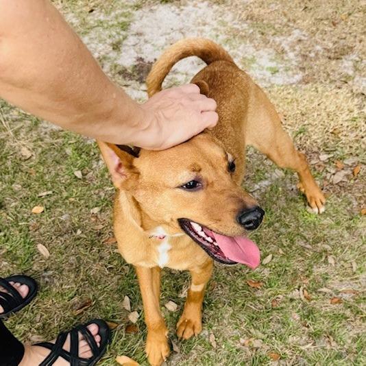 Enlarge Summer, a Adoptable mixed breed in Williston, FL image 3/6