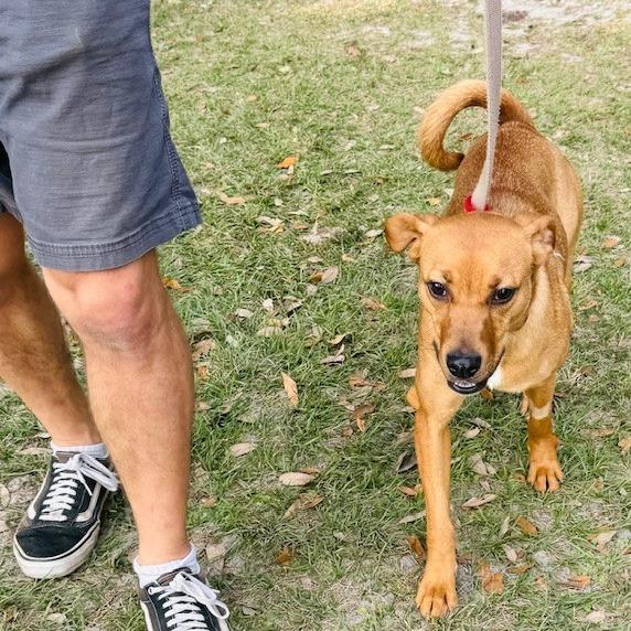 Enlarge Summer, a Adoptable mixed breed in Williston, FL image 4/6