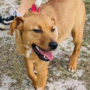 Enlarge Summer, a Adoptable mixed breed in Williston, FL image 5/6