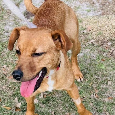 Enlarge Summer, a Adoptable mixed breed in Williston, FL image 6/6