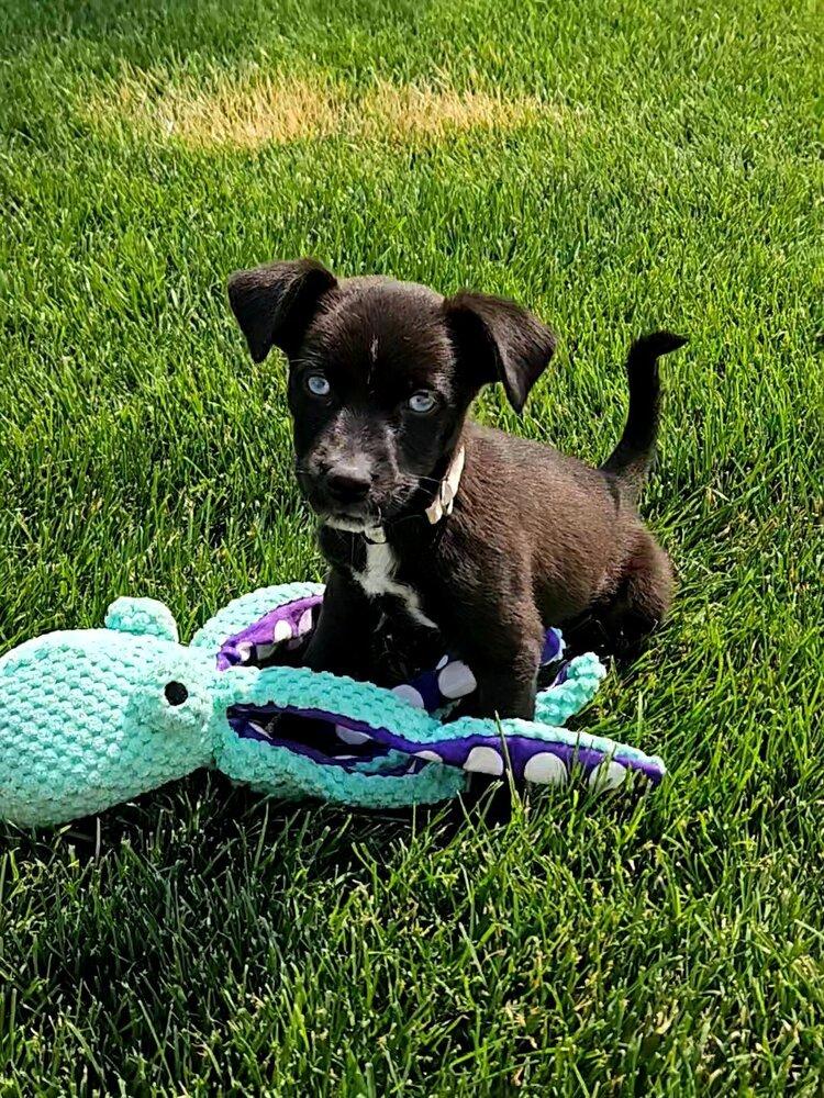 AC, Adoptable, Puppy Male Mixed Breed.