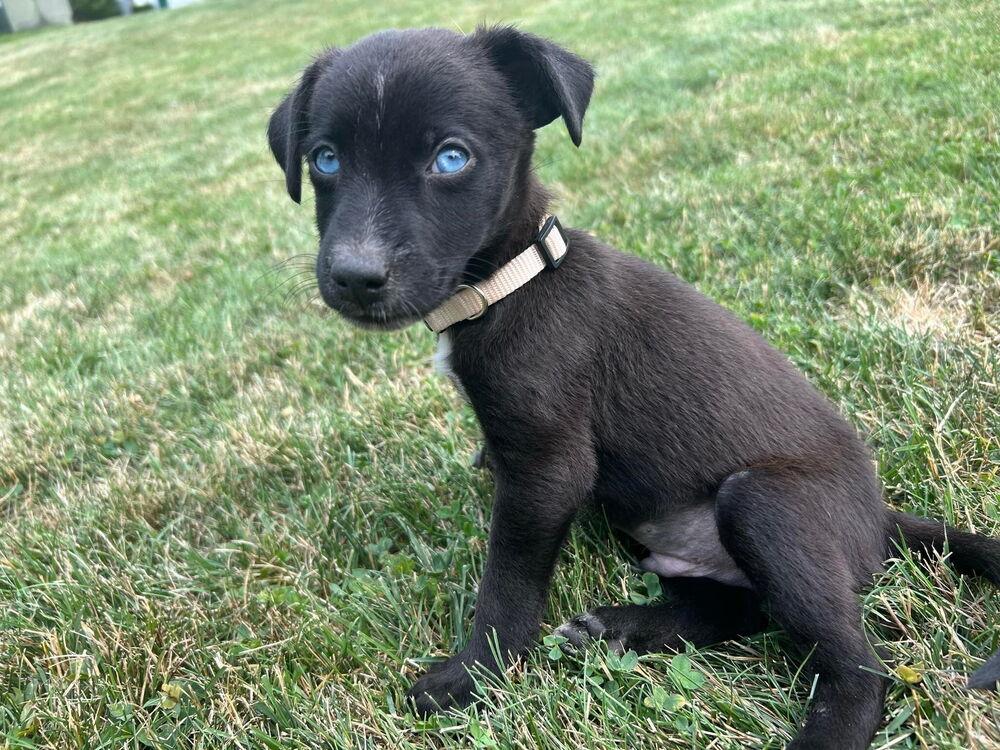 AC, a Adoptable mixed breed in Spokane, WA image 3/6