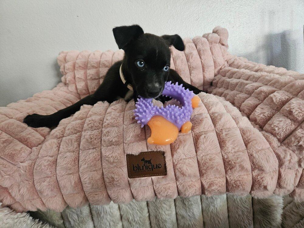AC, a Adoptable mixed breed in Spokane, WA image 5/6