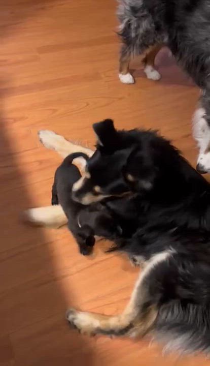 Enlarge AC, a Adoptable mixed breed in Spokane, WA video 6/6