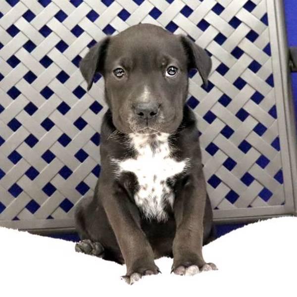 Vaquero, Adoptable, Puppy Male Australian Cattle Dog / Blue Heeler & Labrador Retriever.