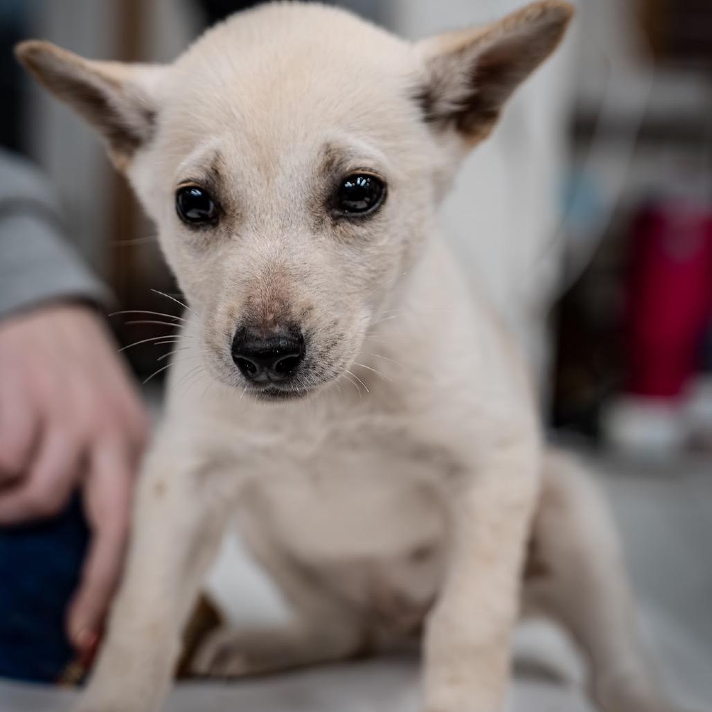 Harley, a Adoptable Mixed Breed in Tomah, WI image 1/3