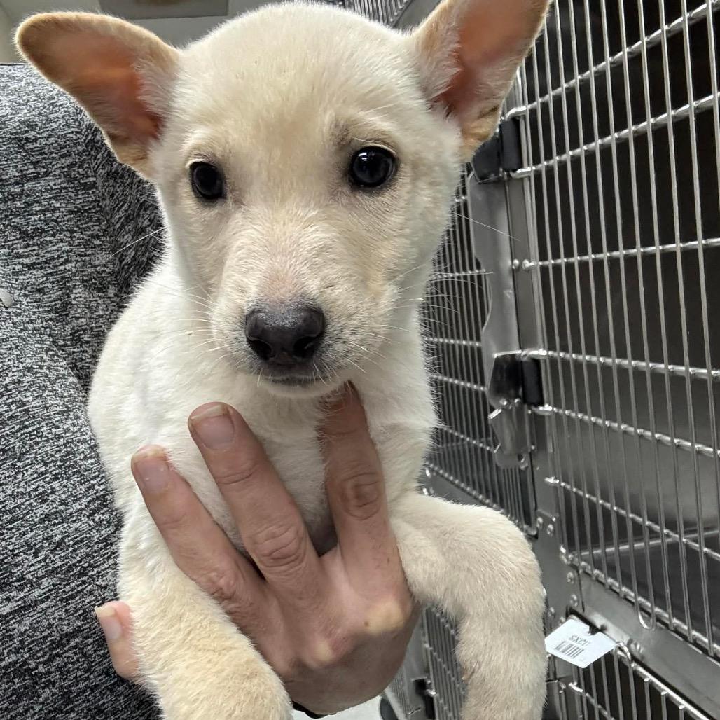 Harley, a Adoptable Mixed Breed in Tomah, WI image 2/3