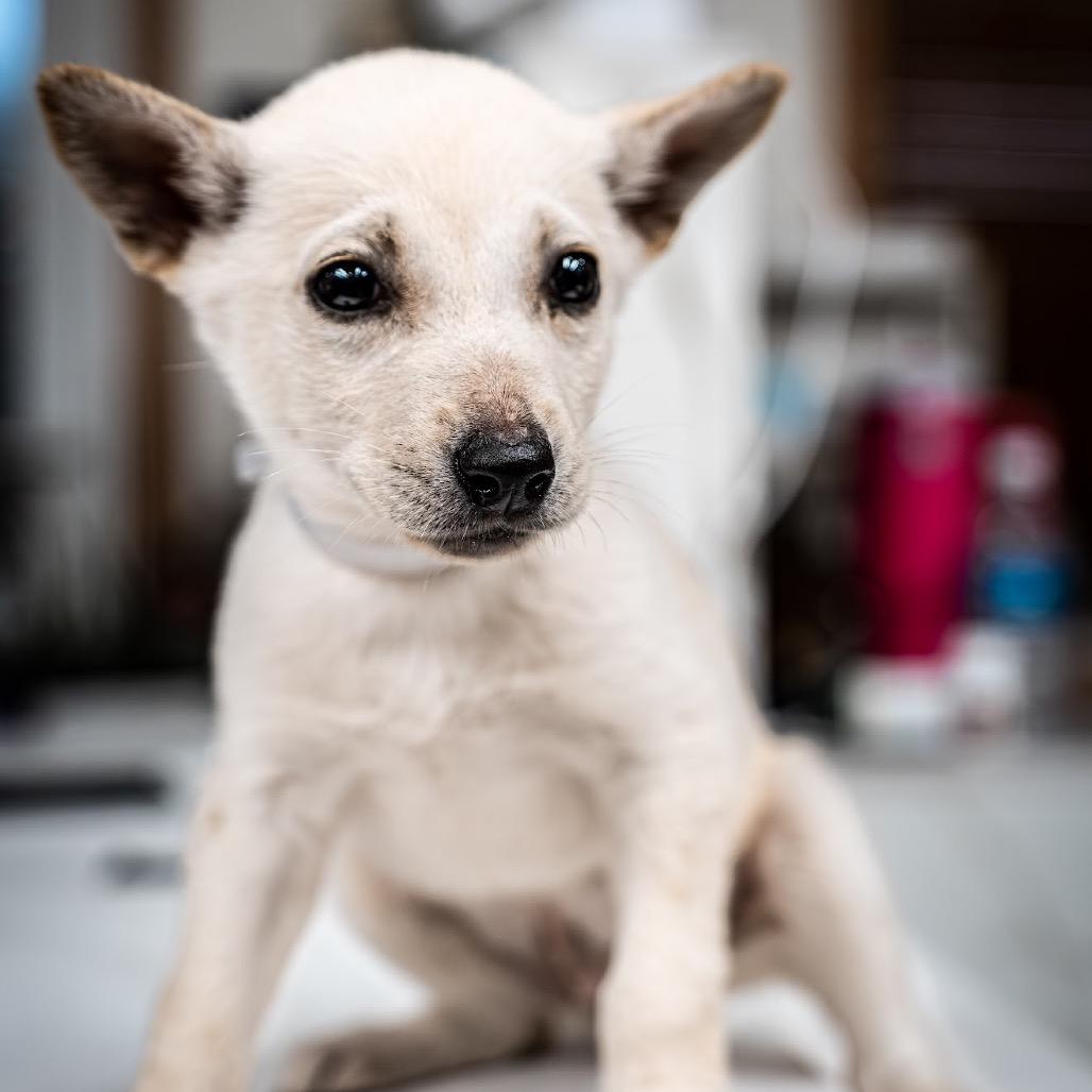 Harley, a Adoptable Mixed Breed in Tomah, WI image 3/3