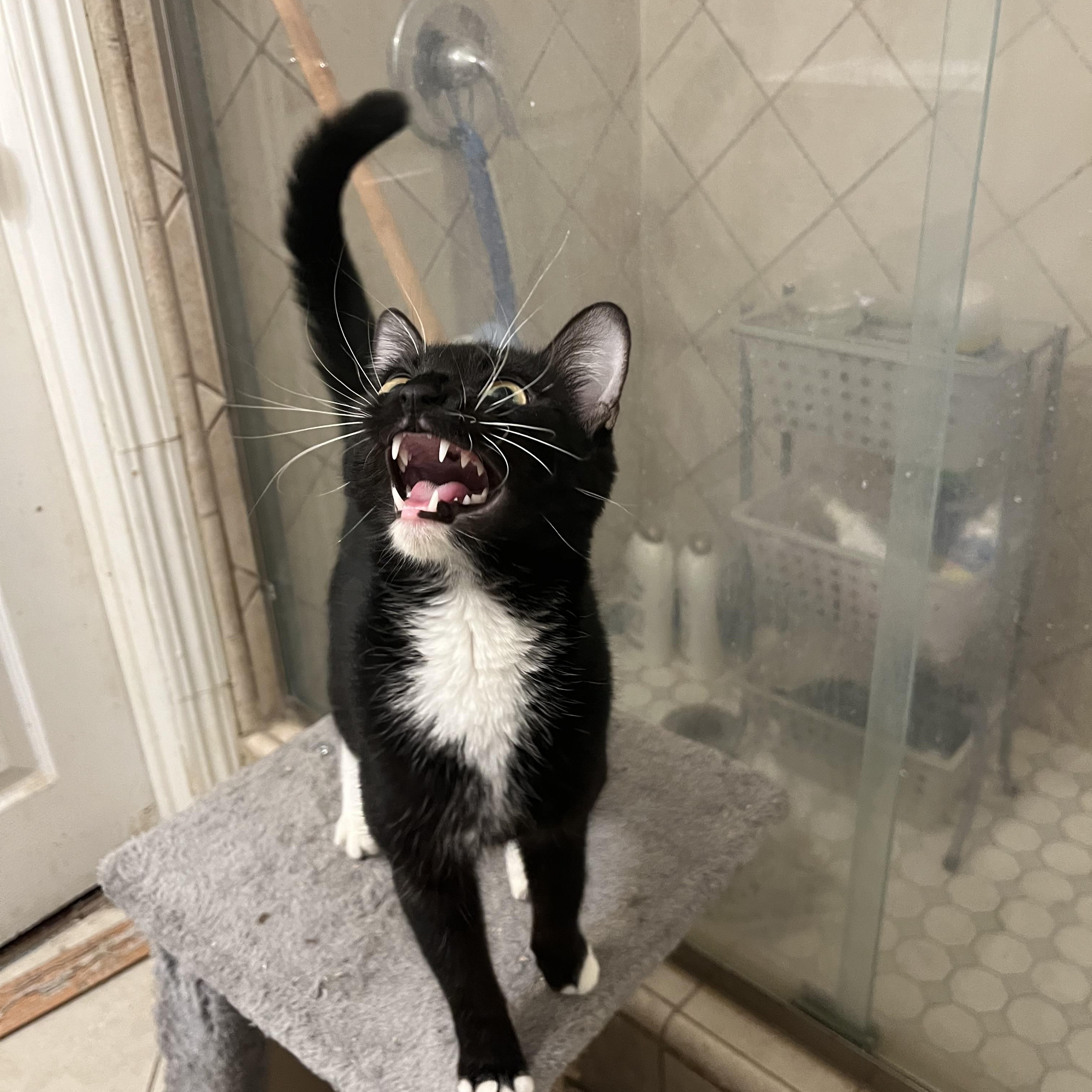 MALAFICENT, Adoptable, Young Female Tuxedo.