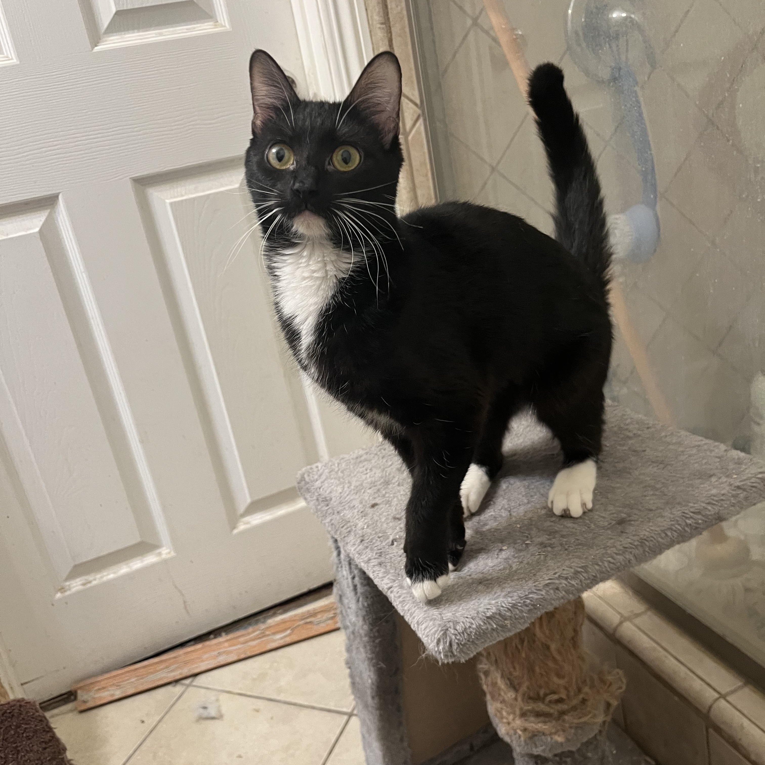 MALAFICENT, a Adoptable Tuxedo in Palmdale, CA image 3/3