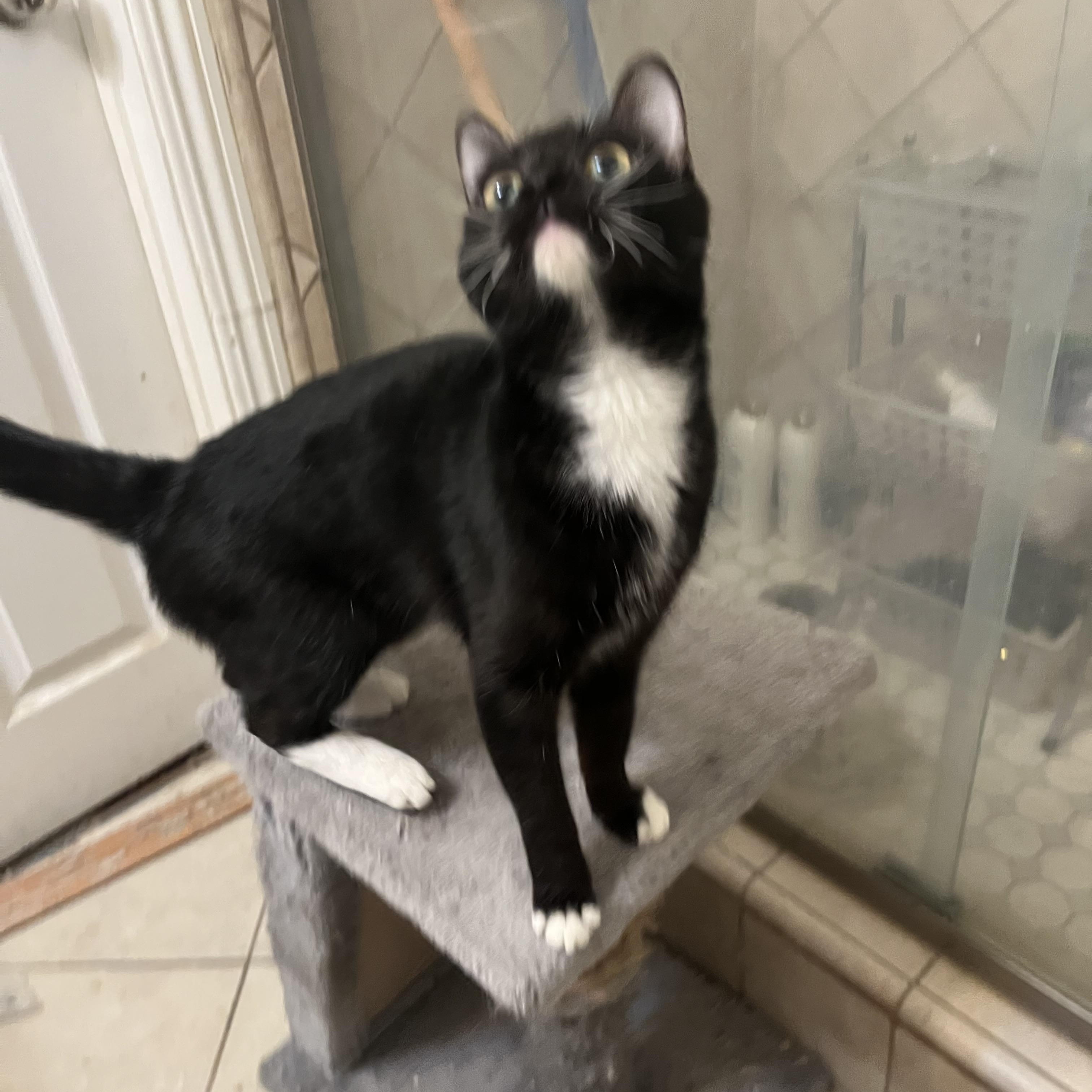 MALAFICENT, a Adoptable Tuxedo in Palmdale, CA image 2/3