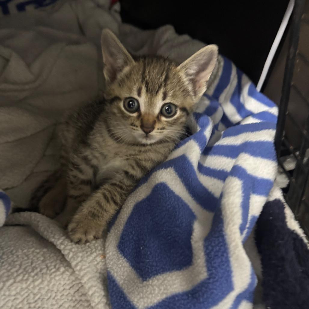 Chris, Adoptable, Kitten Male Domestic Short Hair.