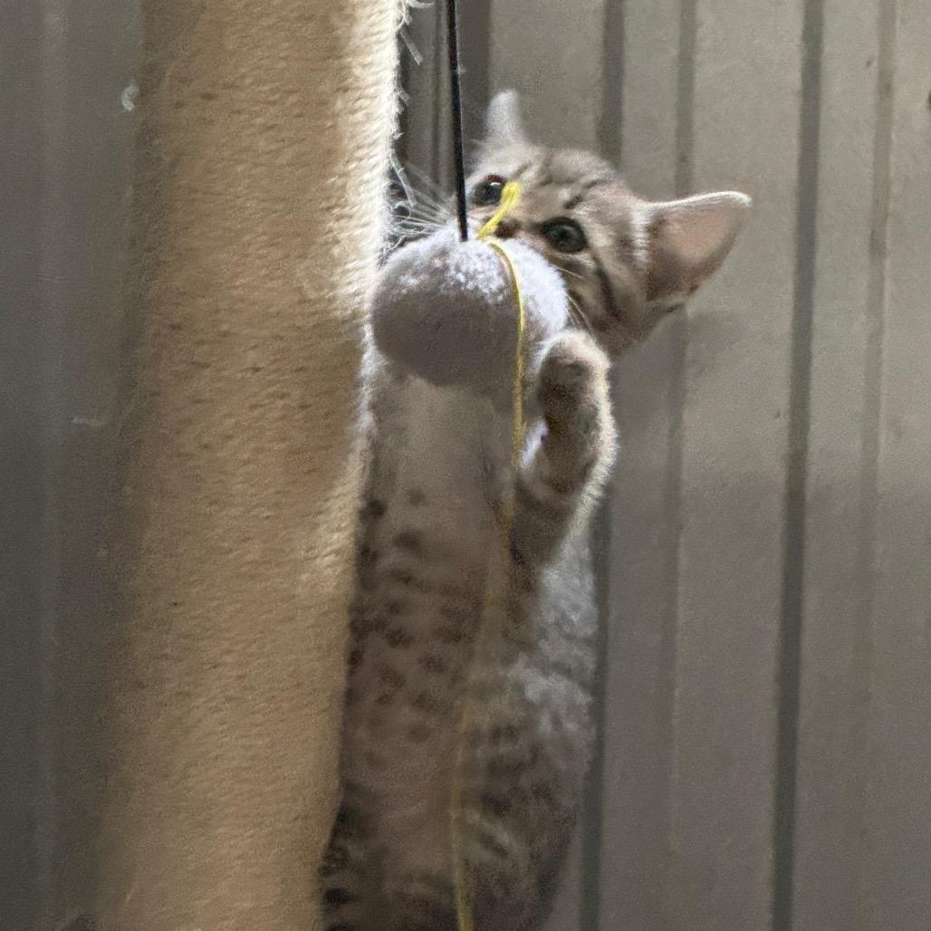 Enlarge Chris, a Adoptable Domestic Short Hair in Pinson, TN image 2/4