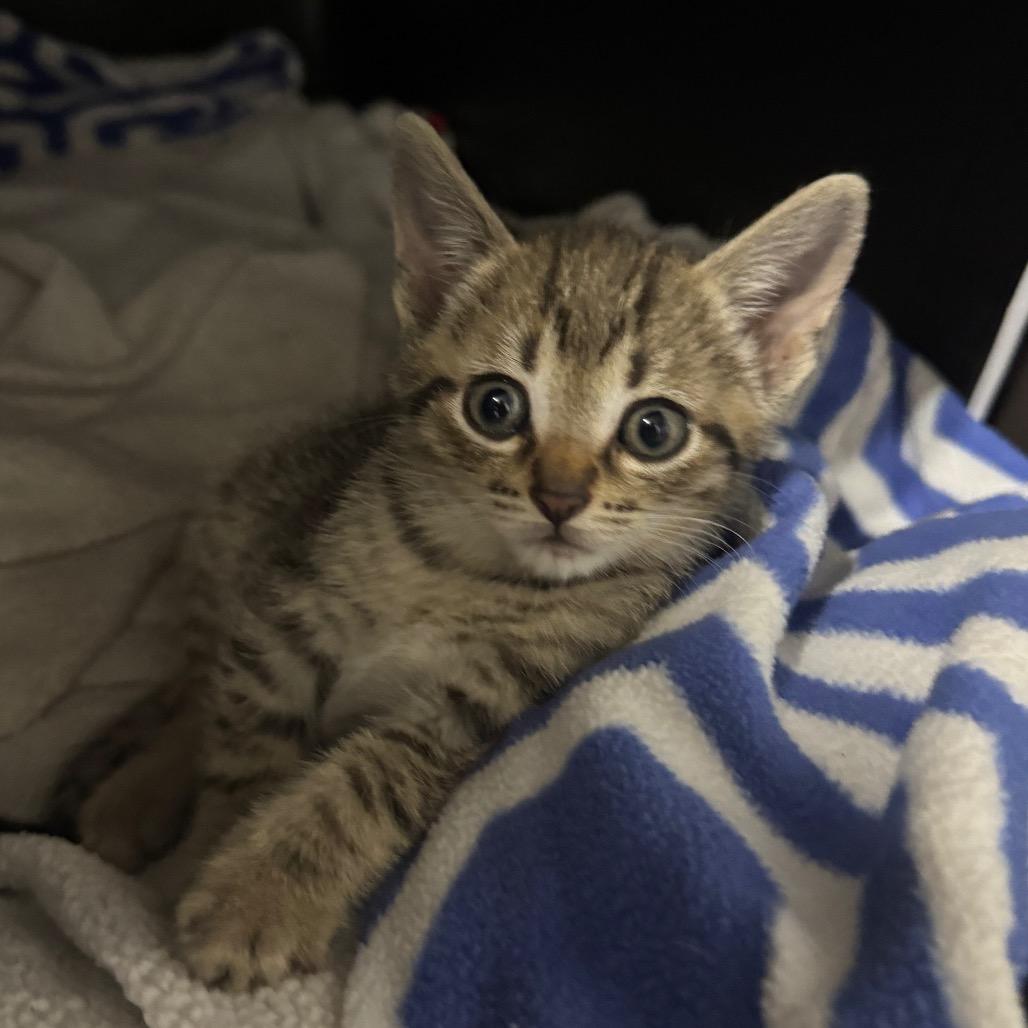 Enlarge Chris, a Adoptable Domestic Short Hair in Pinson, TN image 3/4