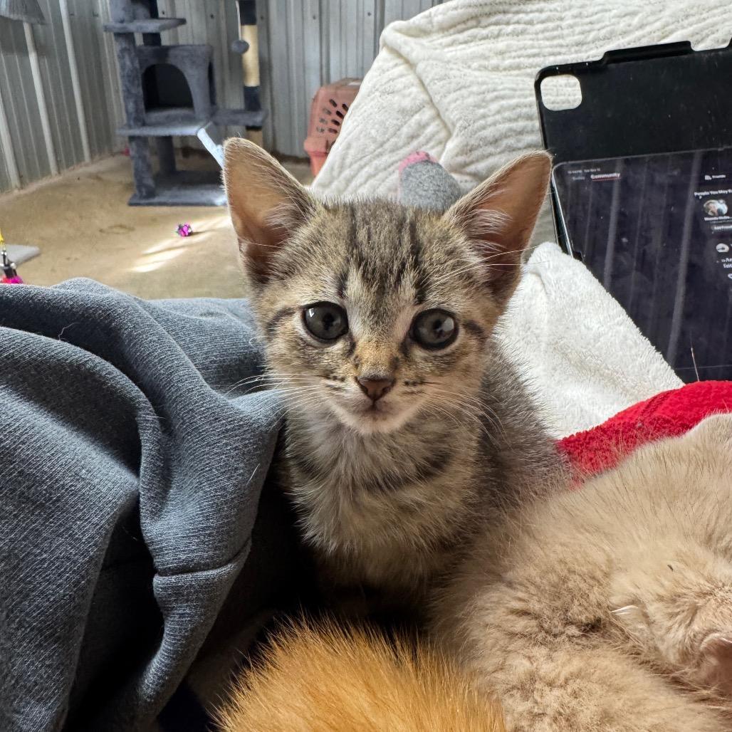 Enlarge Chris, a Adoptable Domestic Short Hair in Pinson, TN image 4/4