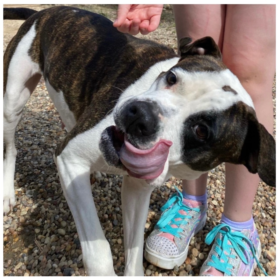 Abbey, a Adoptable American Bulldog in Kingwood, TX image 5/6